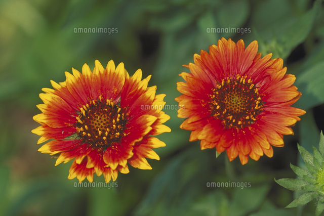 テンニンギク の写真素材 イラスト素材 アマナイメージズ