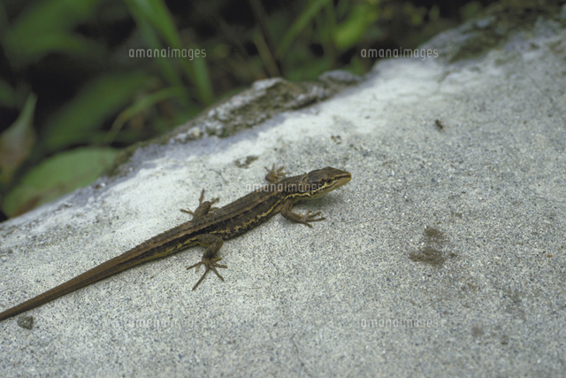 ニホンカナヘビ の写真素材 イラスト素材 アマナイメージズ