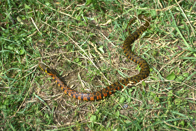 ヤマカガシ の写真素材 イラスト素材 アマナイメージズ