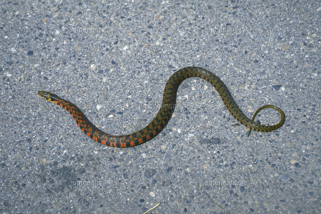 ヤマカガシ の写真素材 イラスト素材 アマナイメージズ