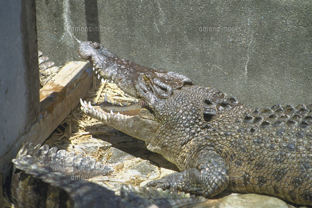 ニューギニアワニ[23018032778]の写真・イラスト素材｜アマナイメージズ