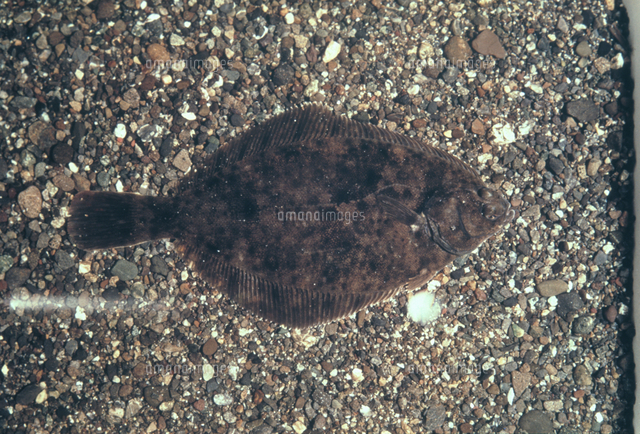 カレイの一種 の写真素材 イラスト素材 アマナイメージズ