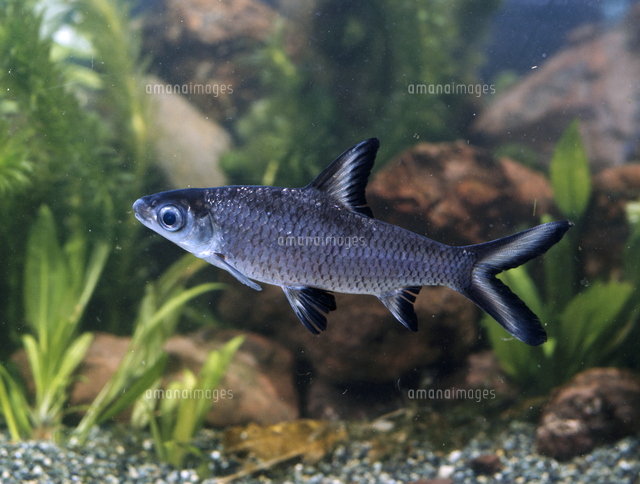 シルバーシャーク の写真素材 イラスト素材 アマナイメージズ