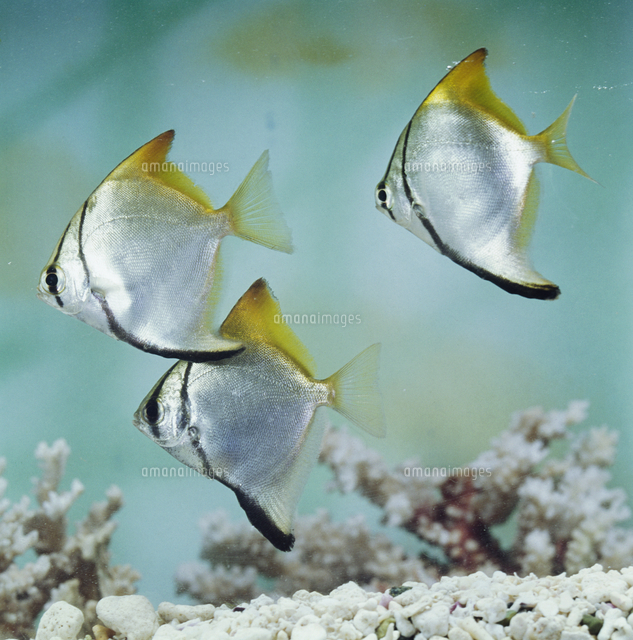 ヒメツバメウオ の写真素材 イラスト素材 アマナイメージズ