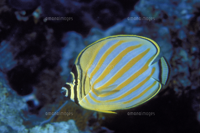 ハナグロチョウチョウウオ の写真素材 イラスト素材 アマナイメージズ