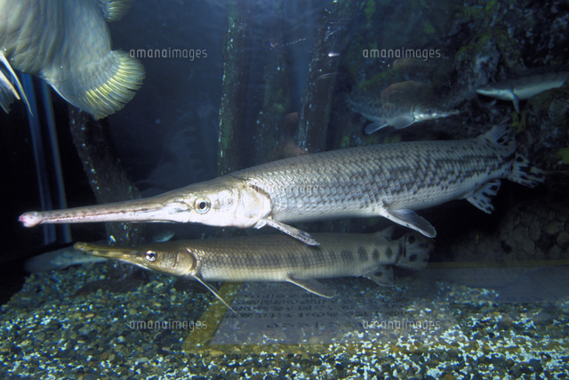 ロングノーズ・ガー[23018036647]の写真・イラスト素材｜アマナイメージズ