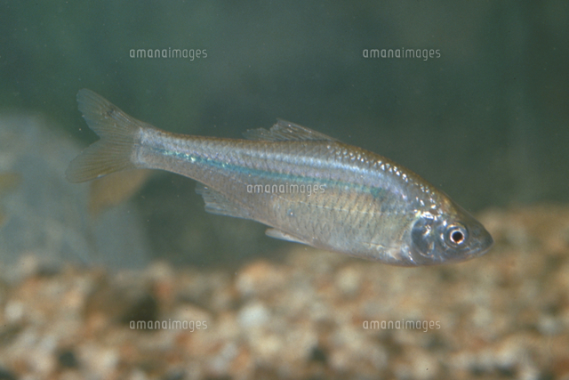 タナゴ03 No.47 たなご仕掛け 0.3号-1.8m 回転プロペラ 親ウキ羽根3枚付き 野尻