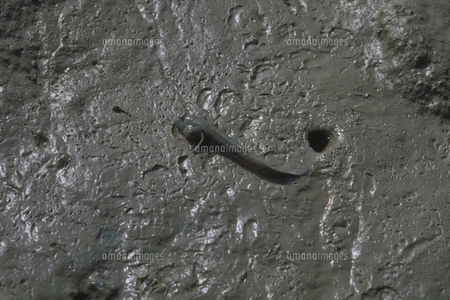 ムツゴロウ の写真素材 イラスト素材 アマナイメージズ