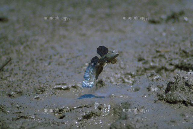 ムツゴロウ の写真素材 イラスト素材 アマナイメージズ