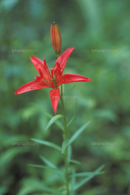 ヒメユリ の写真素材 イラスト素材 アマナイメージズ