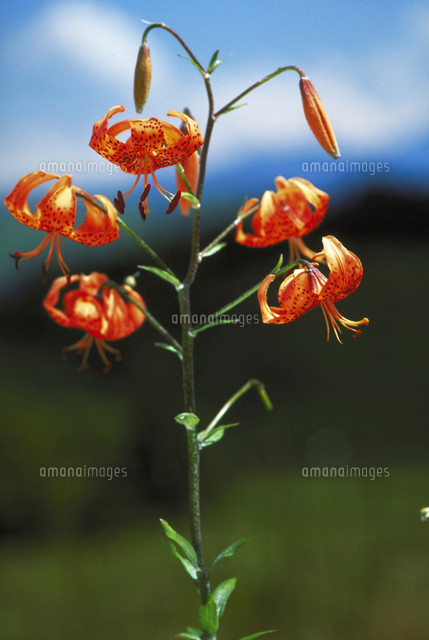 クルマユリ 138949193.jpg?cmsp_timestamp=