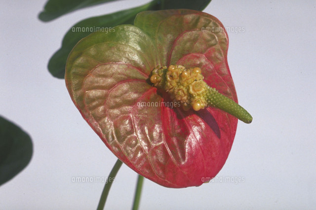 アンスリウム アンドレアナム の写真素材 イラスト素材 アマナイメージズ