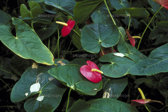 アンスリウム アンドレアナム の写真素材 イラスト素材 アマナイメージズ