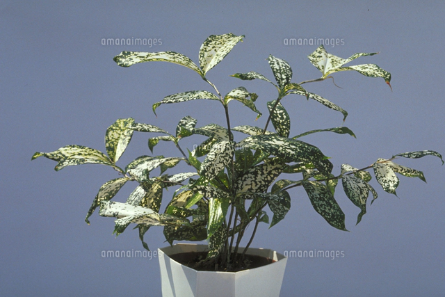 ドラセナ・ゴルディアナ[23018038608]の写真・イラスト素材｜アマナ