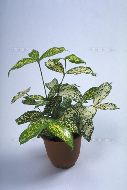 ドラセナ・ゴルディアナ[23018038608]の写真・イラスト素材｜アマナ