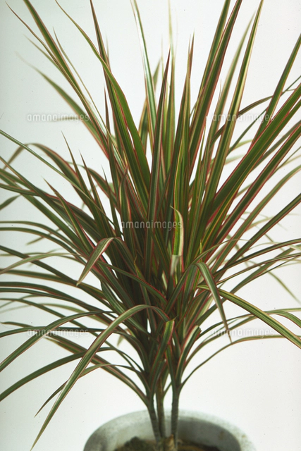 ドラセナ・ゴルディアナ[23018038608]の写真・イラスト素材｜アマナ
