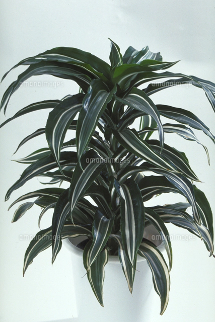 ドラセナ・ゴルディアナ[23018038608]の写真・イラスト素材｜アマナ