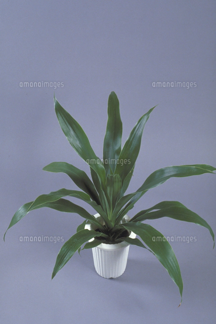 ドラセナ・ゴルディアナ[23018038608]の写真・イラスト素材｜アマナ