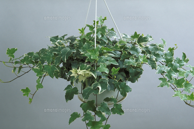 セイヨウキヅタ の写真素材 イラスト素材 アマナイメージズ