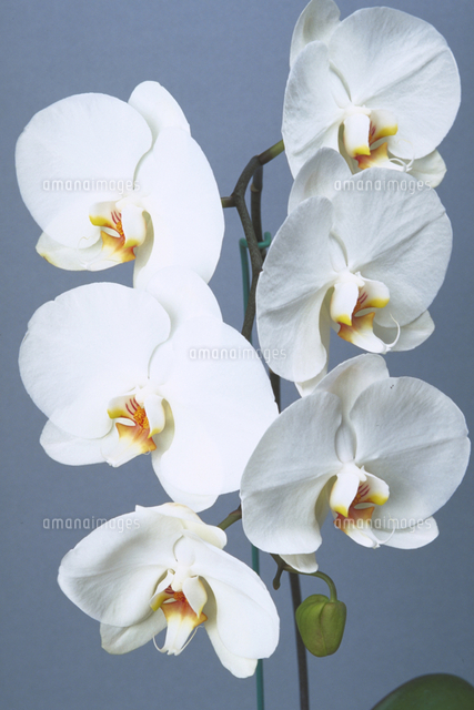 ファレノプシスの一種[23018038782]の写真・イラスト素材｜アマナ