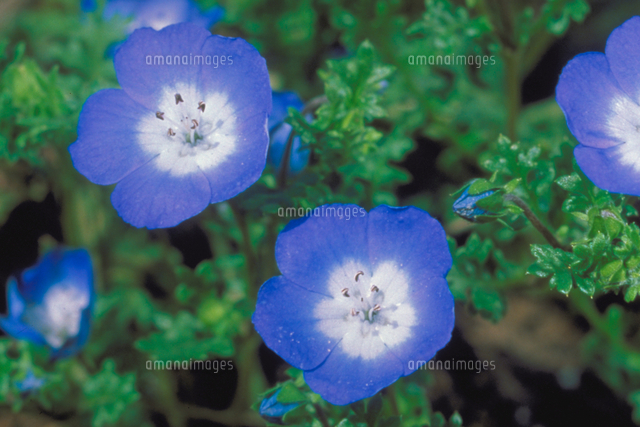 ネモフィラ インシグニスブルー の写真素材 イラスト素材 アマナイメージズ