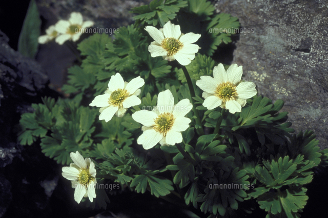 キタダケソウ[23018040497]の写真・イラスト素材｜アマナイメージズ