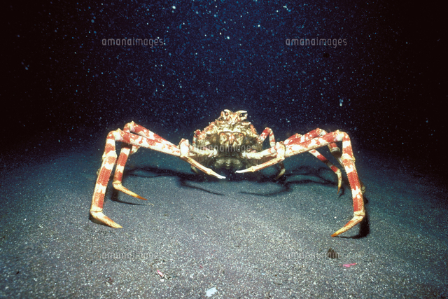 タカアシガニ[23018041912]の写真・イラスト素材｜アマナイメージズ