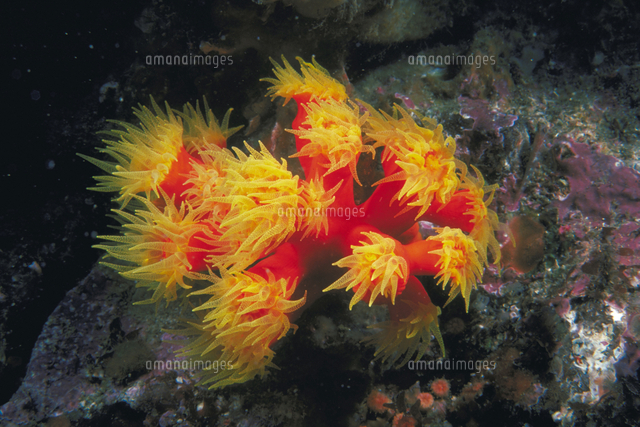 ジュウジキサンゴ[23018041977]の写真・イラスト素材｜アマナイメージズ