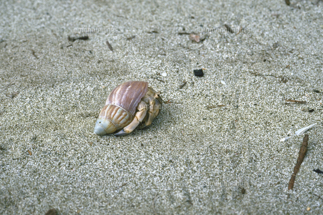 ムラサキオカヤドカリ の写真素材 イラスト素材 アマナイメージズ ムラサキオカヤドカリ の写真素材 イラスト素材 アマナイメージズ