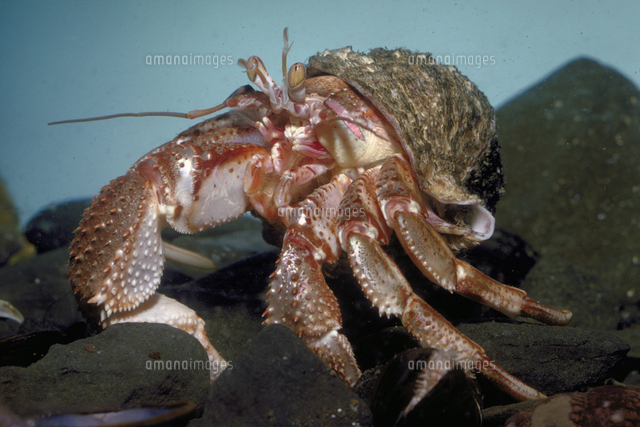 オホーツクホンヤドカリ の写真素材 イラスト素材 アマナイメージズ