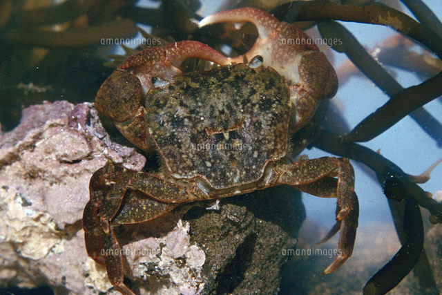 ヒライソガニ[23018042819]の写真・イラスト素材｜アマナイメージズ