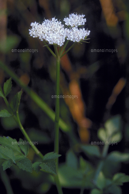 セリ の写真素材 イラスト素材 アマナイメージズ