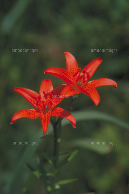 ヒメユリ の写真素材 イラスト素材 アマナイメージズ