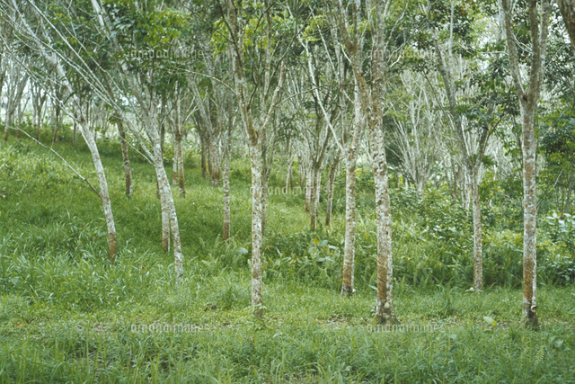 パラゴムノキ の写真素材 イラスト素材 アマナイメージズ
