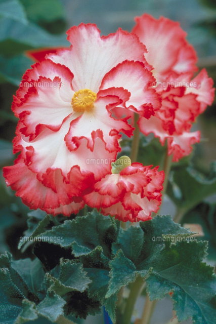 ベゴニア の写真素材 イラスト素材 アマナイメージズ