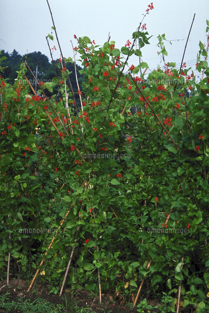 ベニバナインゲン の写真素材 イラスト素材 アマナイメージズ