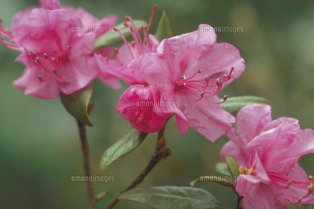 エゾムラサキツツジ【現品発送】管理70912 園芸ネット本店｜ツツジ