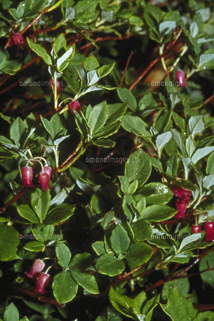 ツリガネツツジ の写真素材 イラスト素材 アマナイメージズ