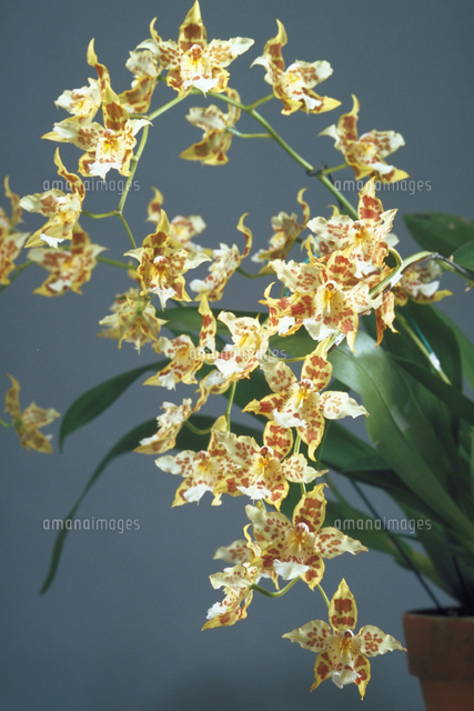 オドントグロッサム の写真素材 イラスト素材 アマナイメージズ