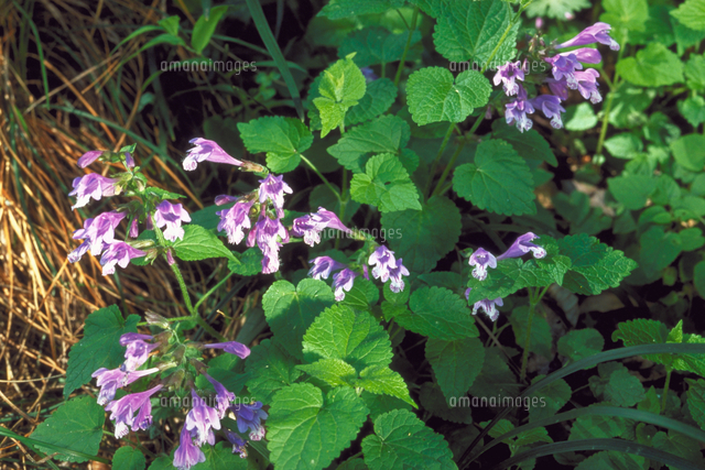 ラショウモンカズラ[23018048359]の写真素材・イラスト素材｜アマナイメージズ