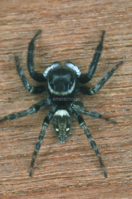 アダンソンハエトリ の写真素材 イラスト素材 アマナイメージズ