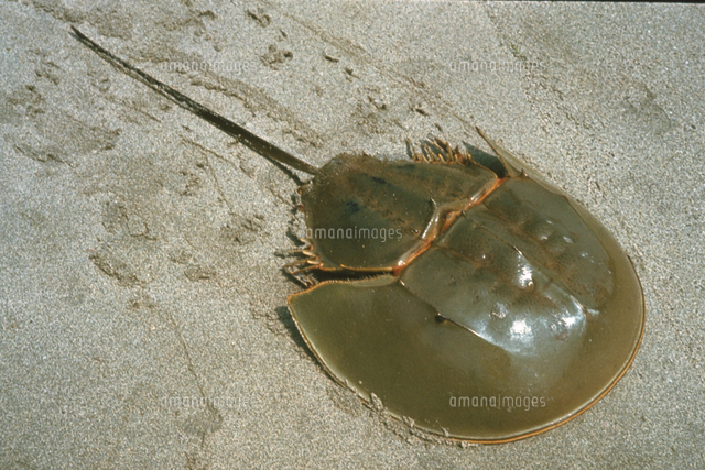 カブトガニ の写真素材 イラスト素材 アマナイメージズ