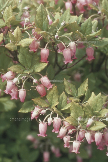ツリガネツツジ の写真素材 イラスト素材 アマナイメージズ
