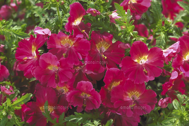 シザンサス の写真素材 イラスト素材 アマナイメージズ