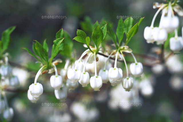 ドウダンツツジ の写真素材 イラスト素材 アマナイメージズ