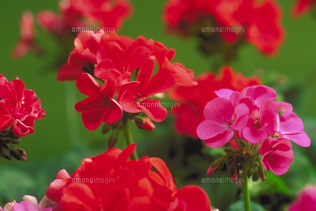 ゼラニウム の写真素材 イラスト素材 アマナイメージズ