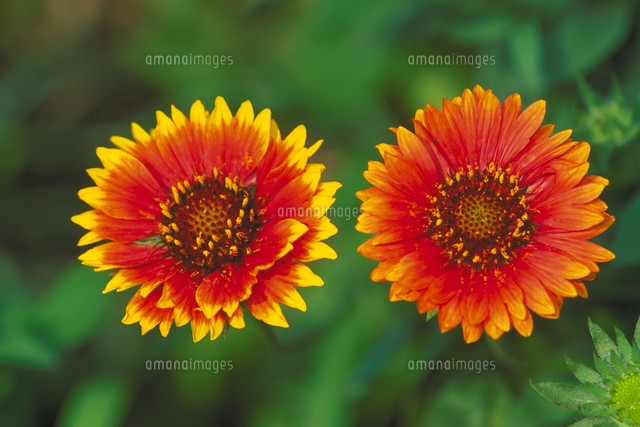 テンニンギク の写真素材 イラスト素材 アマナイメージズ