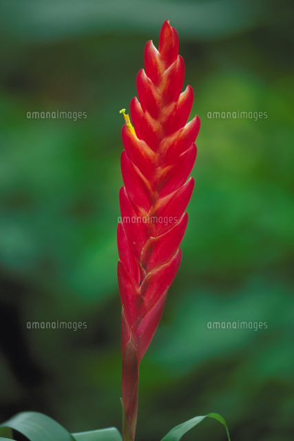 オオインコアナナス の写真素材 イラスト素材 アマナイメージズ オオインコアナナス の写真素材 イラスト素材 アマナイメージズ