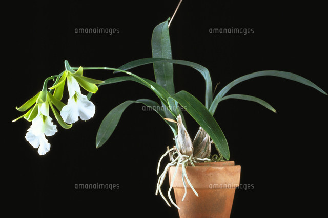 プロステケア・マリエ[23018052633]の写真・イラスト素材｜アマナ