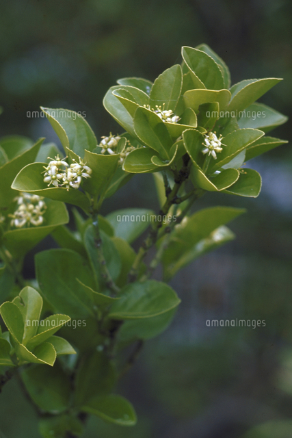 マサキ の写真素材 イラスト素材 アマナイメージズ